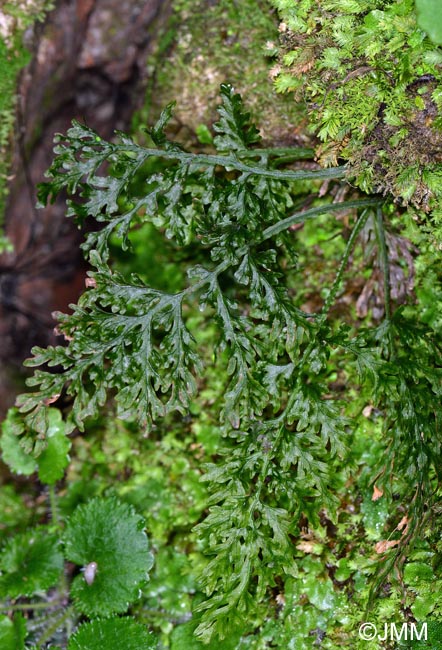 Trichomanes speciosum = Vandenboschia speciosa