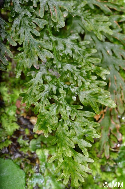 Trichomanes speciosum = Vandenboschia speciosa