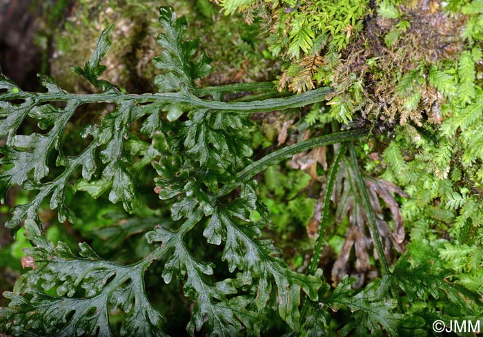 Trichomanes speciosum = Vandenboschia speciosa