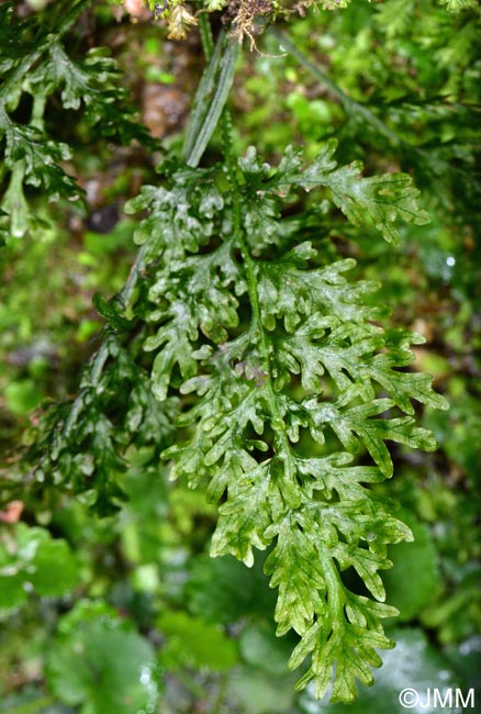 Trichomanes speciosum = Vandenboschia speciosa