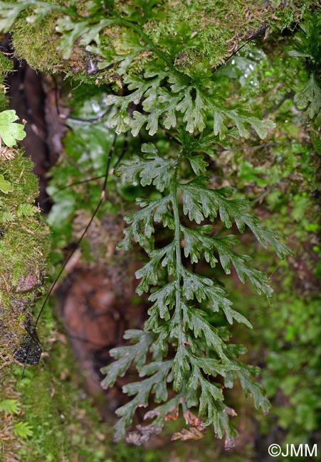 Trichomanes speciosum = Vandenboschia speciosa