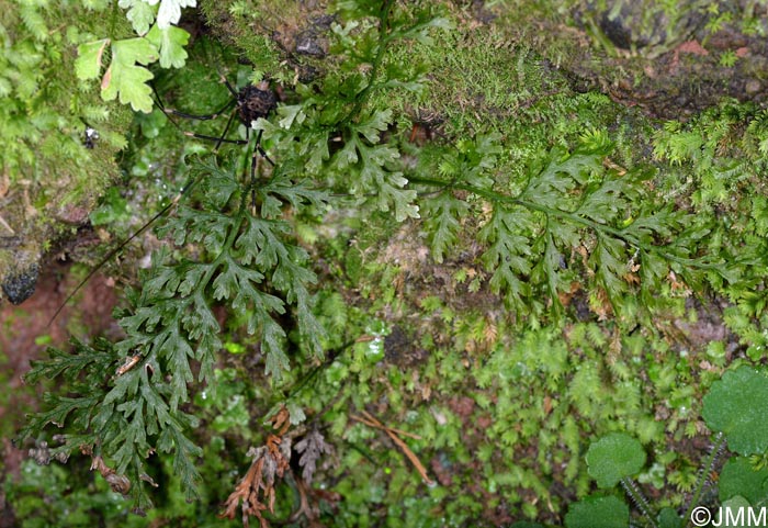 Trichomanes speciosum = Vandenboschia speciosa