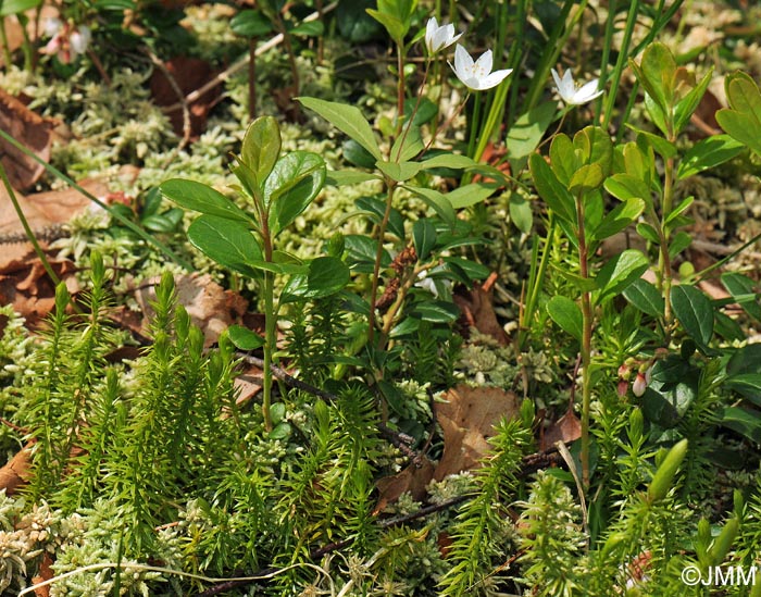 Trientalis europaea et Lycopodium annotinum