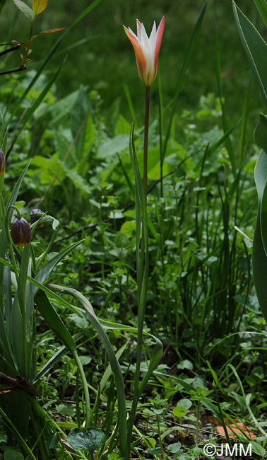 Tulipa clusiana