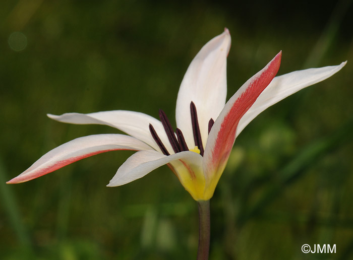 Tulipa clusiana