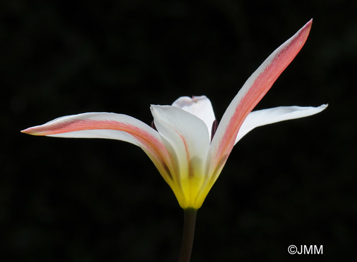 Tulipa clusiana