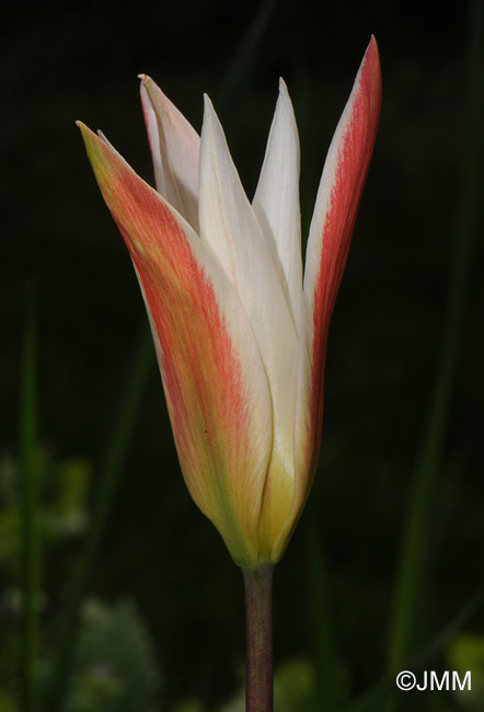 Tulipa clusiana