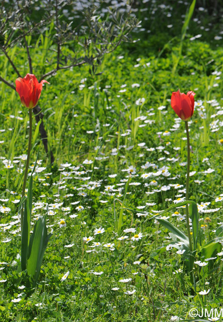 Tulipa praecox