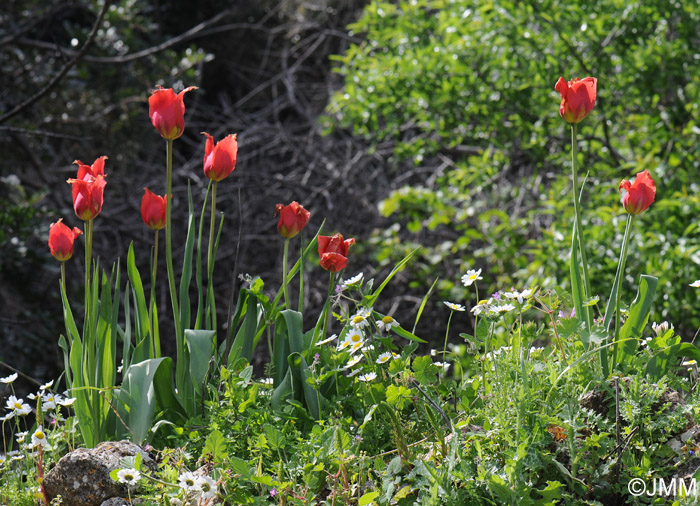 Tulipa praecox