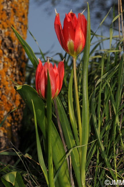 Tulipa praecox