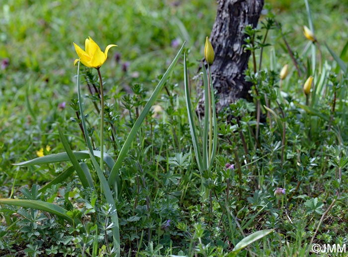 Tulipa sylvestris subsp. sylvestris