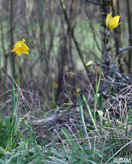 Tulipa sylvestris