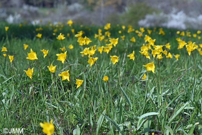 Tulipa sylvestris