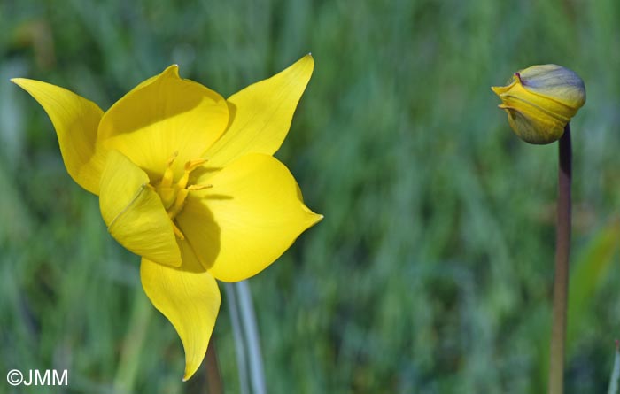 Tulipa sylvestris