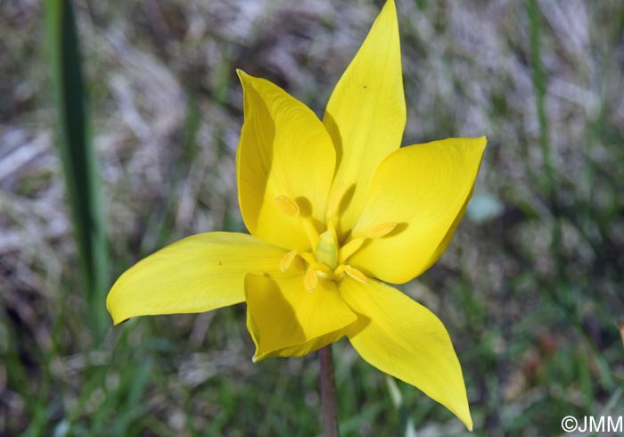 Tulipa sylvestris