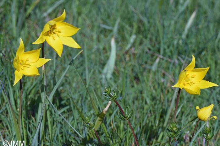 Tulipa sylvestris