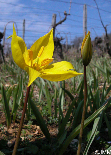 Tulipa sylvestris subsp. sylvestris