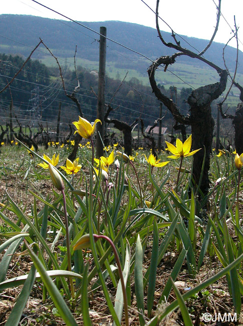 Tulipa sylvestris subsp. sylvestris