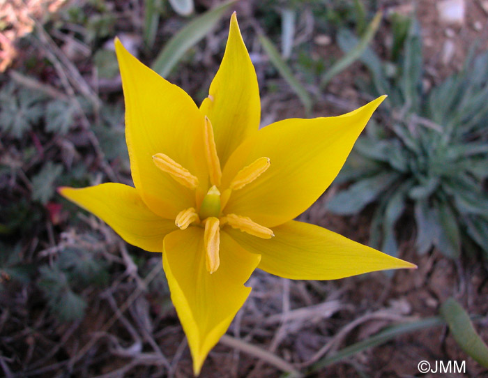 Tulipa sylvestris subsp. sylvestris