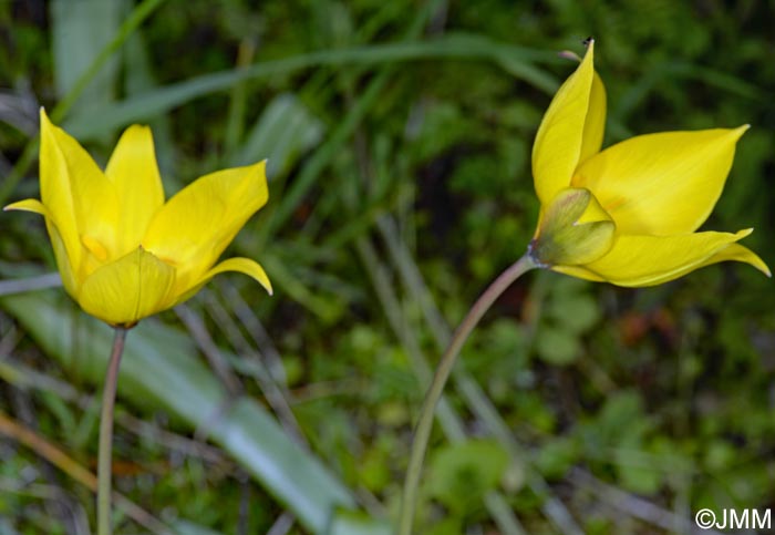 Tulipa sylvestris subsp. sylvestris