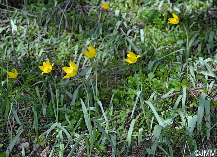 Tulipa sylvestris subsp. sylvestris