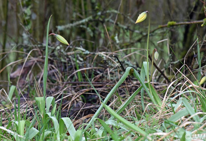Tulipa sylvestris