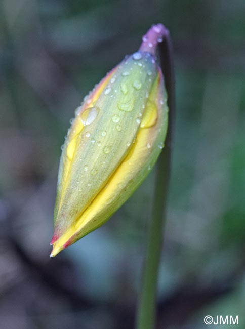 Tulipa sylvestris