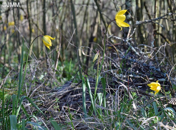Tulipa sylvestris