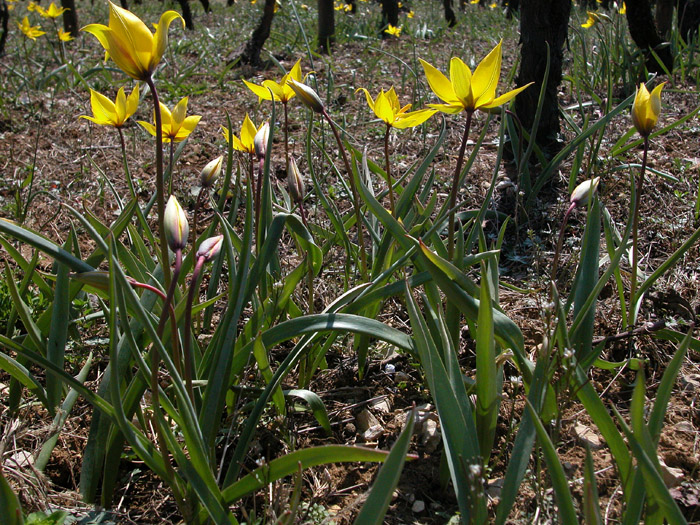 Tulipa sylvestris subsp. sylvestris