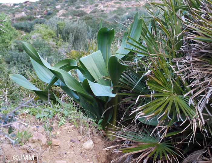 Charybdis maritima & Chamaerops humilis