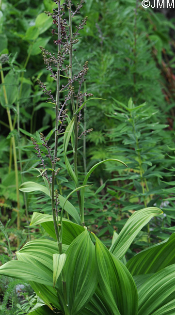 Veratrum nigrum