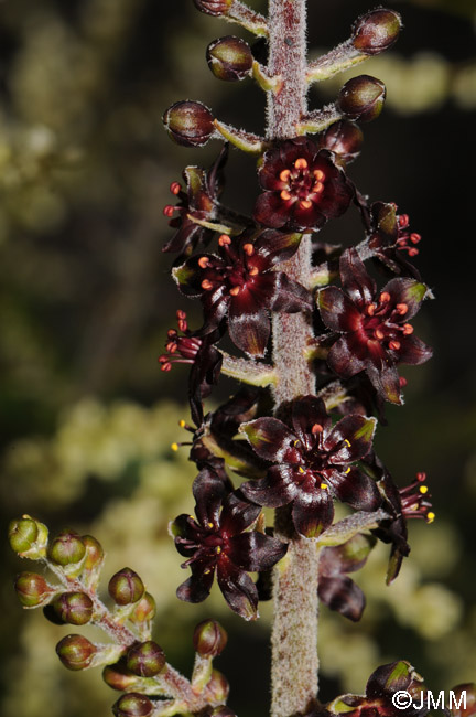 Veratrum nigrum