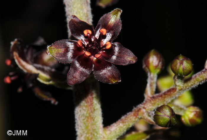 Veratrum nigrum