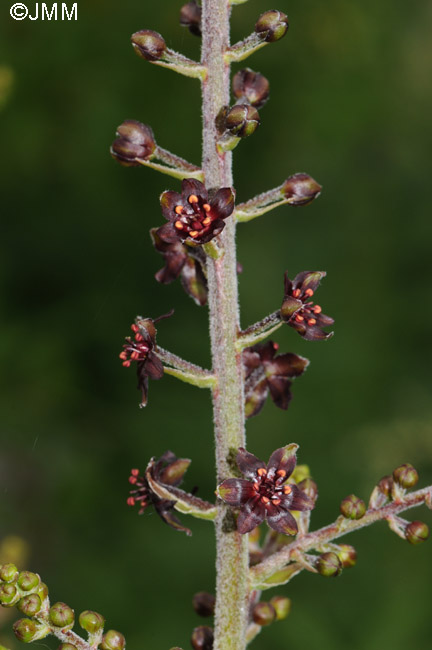 Veratrum nigrum