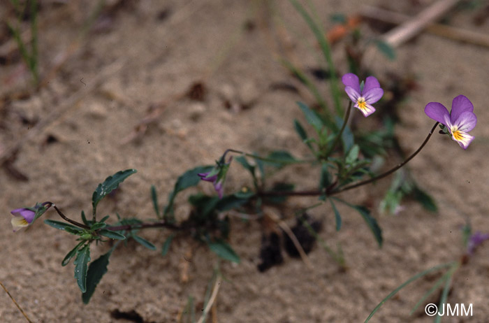 Viola curtisii