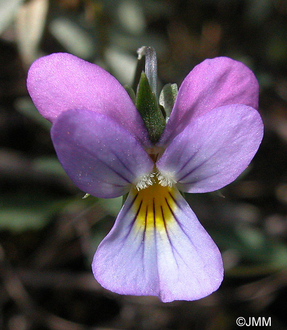 Viola curtisii