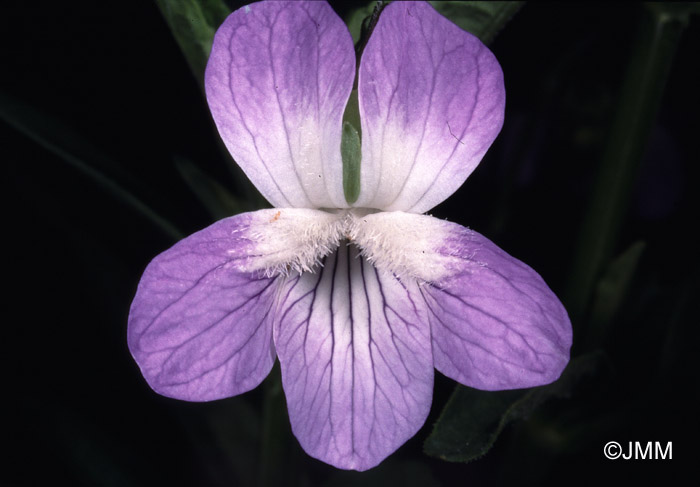 Viola elatior 