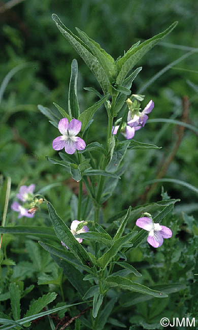 Viola elatior 