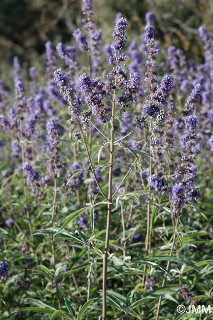 Vitex agnus-castus