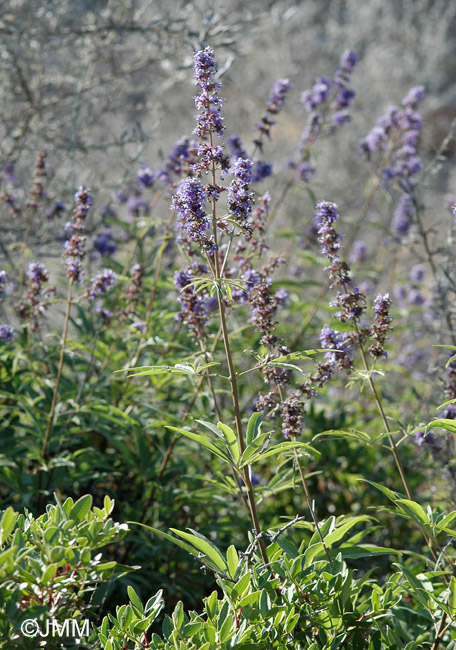 Vitex agnus-castus