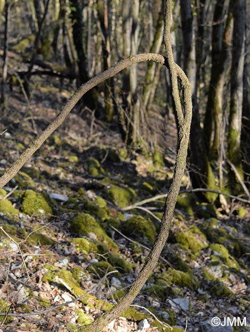 Vitis vinifera subsp. sylvestris