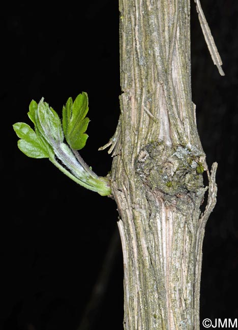 Vitis vinifera subsp. sylvestris