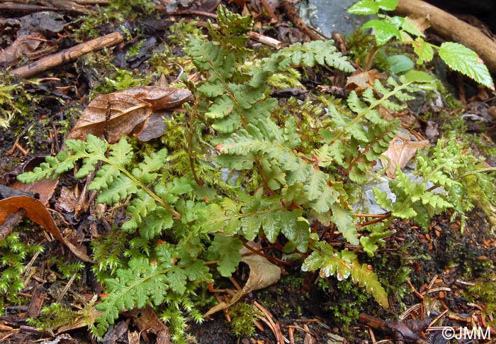 Woodsia ilvensis