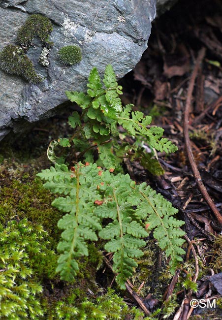 Woodsia ilvensis