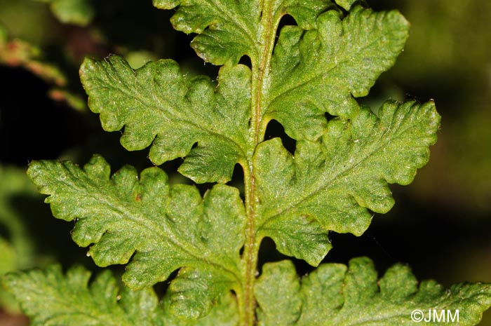 Woodsia ilvensis