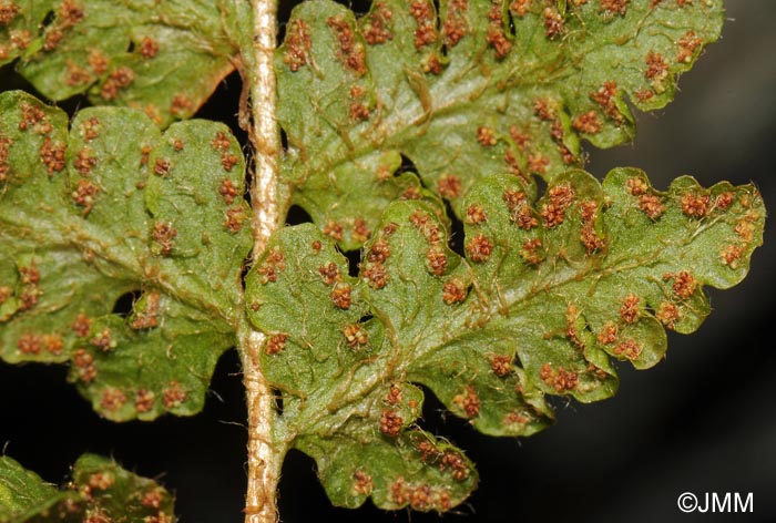 Woodsia ilvensis