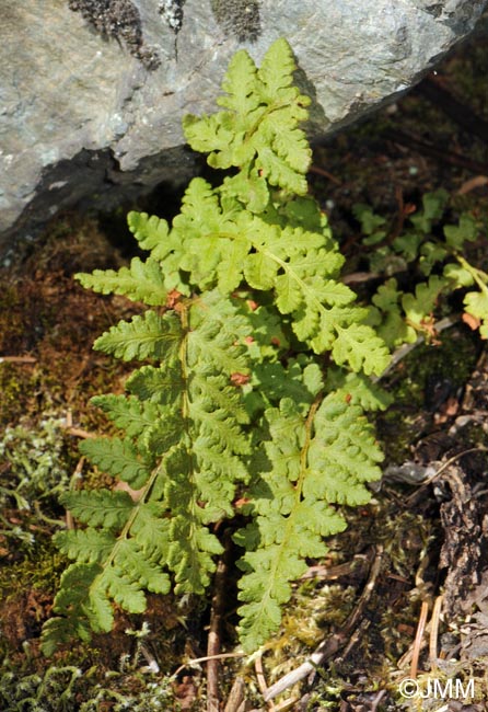 Woodsia ilvensis