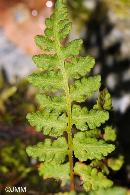 Woodsia ilvensis