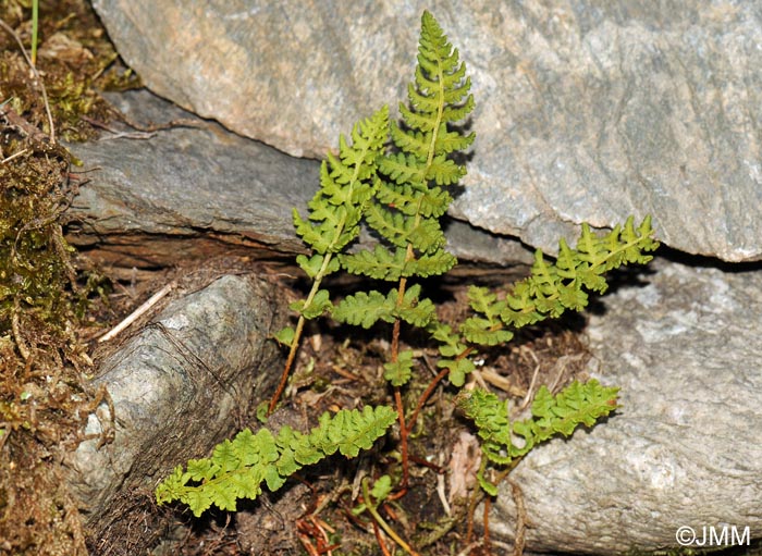 Woodsia ilvensis