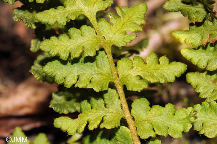 Woodsia ilvensis